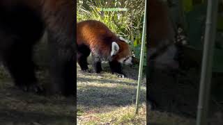 【東山動植物園公式】まるこ、りんごを探しています《 シセンレッサーパンダ　レッサーパンダ 》