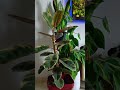 uae രാത്രിയും പകലും oxgyen തരുന്ന ചെടി✨ youtubeshorts home indoorplants kerala uae