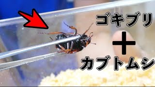 マダガスカルのカブトムシらしいけど、これもうゴキブリじゃない…？