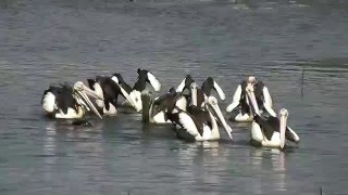 Pelicans Feeding as a Team