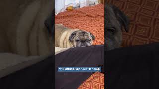 【パグ 】今日の僕はお母さんに甘えん坊＃shorts＃パグ ＃Pug＃犬のいる暮らし＃シニアパグ