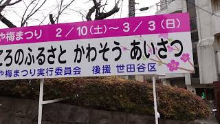 ミニウォーク  世田谷区立 羽根木公園  せたがや梅まつり  2024年2月17日（土）