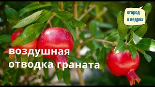 Воздушная отводка у граната. Результат укоренения.