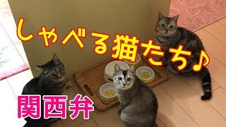 【しゃべる猫】関西弁の猫たちがご飯の催促！おしゃべりペット