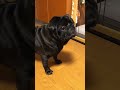 お利口なので新しいおやつを食べる黒パグ a black pug who eats new treats because he is clever