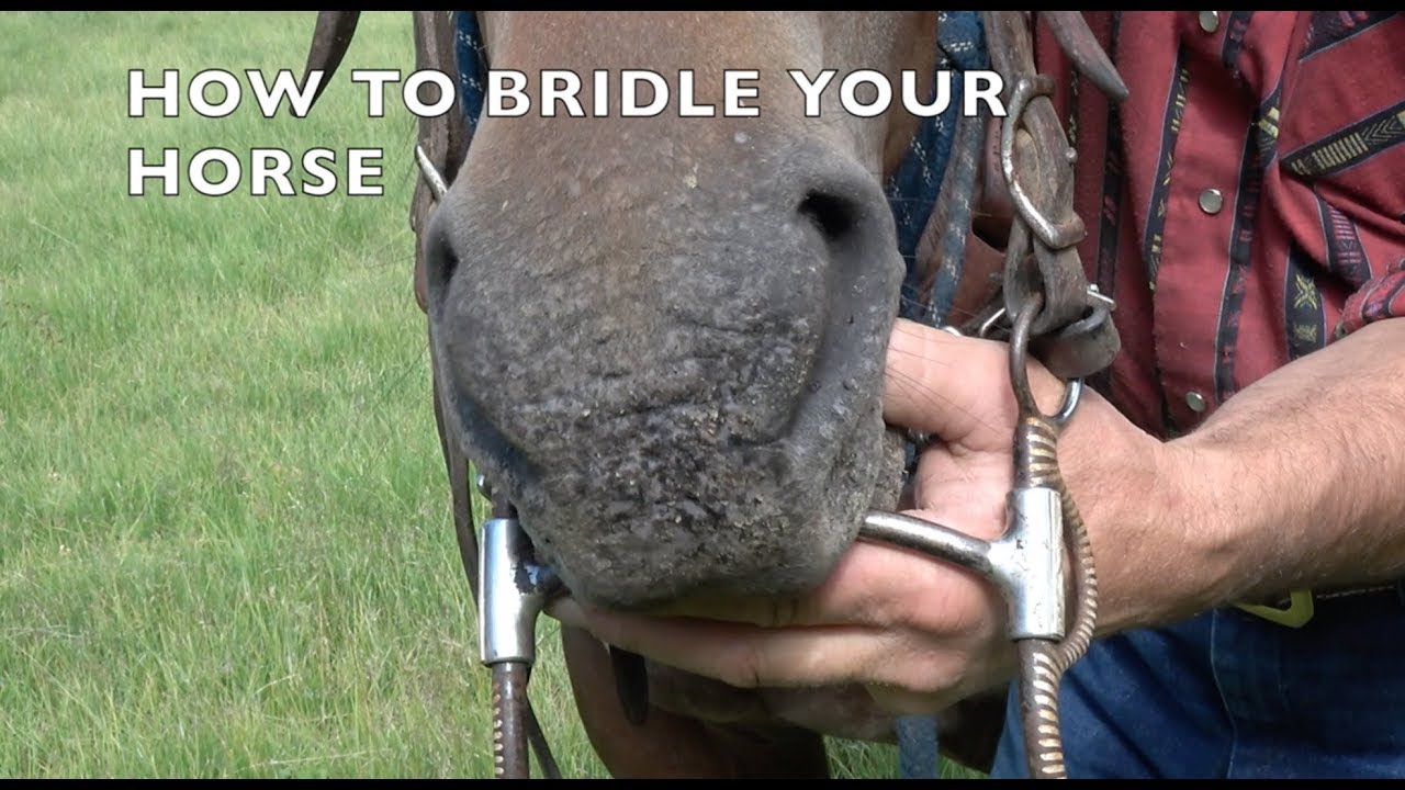 How To Bridle A Horse - YouTube