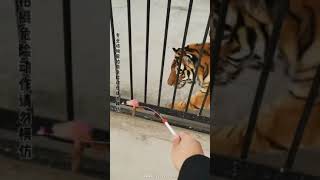 Big Cat Breeder: Tigers like to play with cats! ! ! Which group of players do you like?