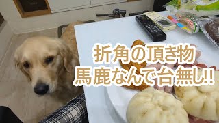 折角の頂き物を台無しにする馬鹿なオトコ。ゴールデンレトリバーティト。