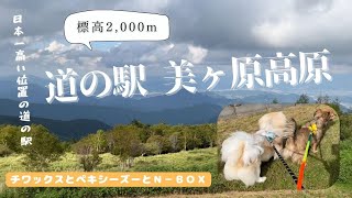 道の駅 美ヶ原高原へ！愛犬とN-BOXと共に標高2000ｍへ向かう【チワックスとペキシーズー】chifuachshund\u0026pekishihzu