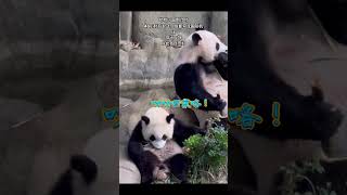 叻叻回家咯！#国宝熊猫 #可爱到爆炸 #panda #大熊猫叻叻