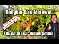 Manarik!!! Pala Jantan Bisa Berbuah!! Tips Merawat Hasil Sambung Samping Pala Jantan