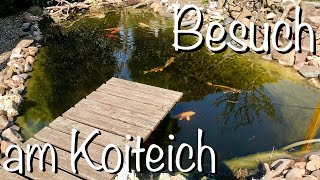 Besuch am Koiteich Teichrundgang an bekannten Ufern Koi\u0026Gartenteich vor Saisonstart