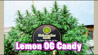 Lemon Og Candy  🍀 Philosopher Seeds 🍃 Cultivo exterior - Tierra Madre