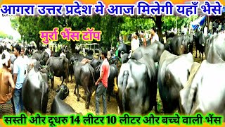 आगरा उत्तर प्रदेश मै आज मिलेगी यहाँ भैसे सस्ती Murra bhura punjabi bhes available in Agra today