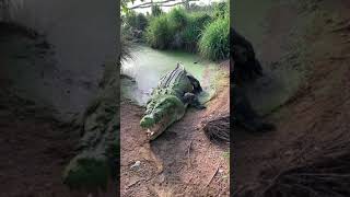 Giant crocodile loses a tooth 😳 🐊