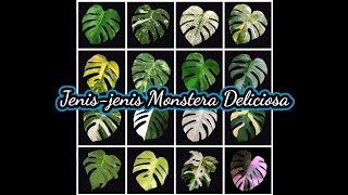 JENIS JENIS MONSTERA VARIGATA (MONSTERA DELICIOSA) ADA MONSTERA MIRACLE DAN MONSTERA  PINK