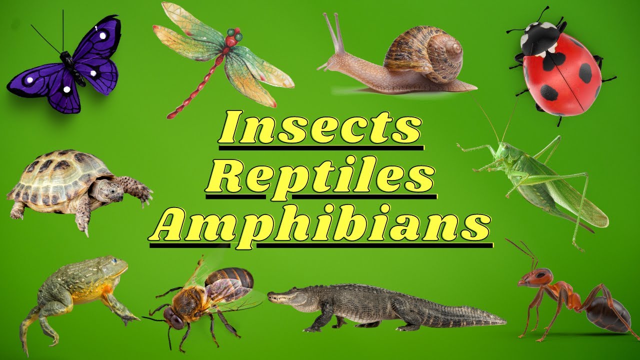 REPTILES AMPHIBIANS INSECTS With Videos For Children | Learning For ...