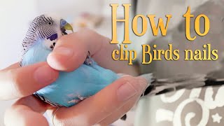 How to Clip Birds nails? | Mission success! 😅