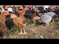 500 desi poultry farming by sudarshan