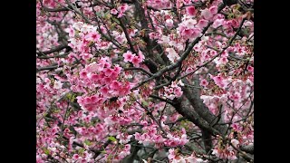 1110131 Cherry blossom at Don-Hu Park,Taipei.