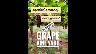 Nammuk munthiri thoppil poi raaparakam.. Cumbum Theni munthirithottam Grape vine yard #watchngrasp