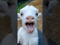 Kuzu Sesi #babygoats #goat #goatgoat #funny #animals #goatsworld #littlegoat #sheep #animal #cute