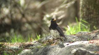 野鳥撮影・ 野鳥動画・クロツグミ　Japanese Thrush