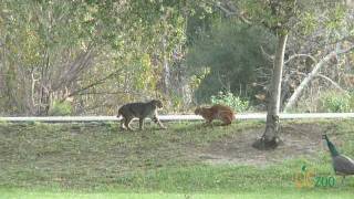 Wild bobcats in Irvine Regional Park