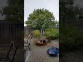 hail storm came out of nowhere and my oranges were hanging on