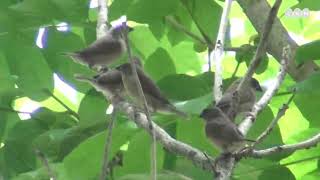 Family time of Scaly-breasted munia (စာဝတီးငယ်ငယ် ချစ်စဖွယ်)