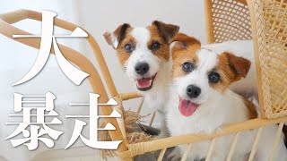 カメラマンもドン引きするくらい大暴れするモデル犬/ジャックラッセルテリア