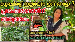 മധുരചീരയ്ക്ക് ഇത്രയേറേ ഗുണങ്ങളോ ? What are the benefits of velicheera ? Perfect for Diabetes !