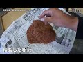 長野特産！美味しい桃の作り方「川中島白桃！秘味黄金！白鳳」桃のオールスター勢揃い ～長野・中野～ 第2代農tuber 三井透 jaグループ「農tuber」ちゃんねる