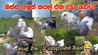 කපල් එක උඩ ගැහුවගමන් මිශින්|| #pigeon #superpigeon #mrpigeon #kabootar #mr_pigeon2004 #original#bird