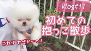 【白ポメ】もふもふポメラニアンのしりもちくん。抱っこ散歩デビューしたけれど…【成長記録】