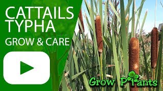 Cattails - grow \u0026 care Typha (water plant)