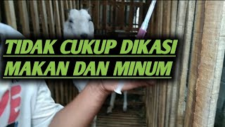 pemberian vitamin sangat penting untuk kesehatan kambing