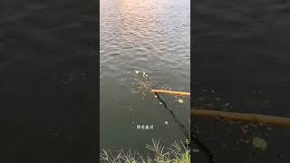 Caught fish with watermelon😱🙏 #shortvideo