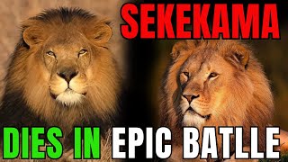 Sekekama - AFRICA'S STRONGEST Lion dies in EPIC battle