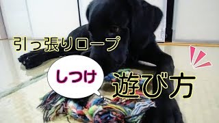 犬のおもちゃ引っ張り合いロープで犬にコマンドを教えよう！しつけもできる引っ張りっこの正しい遊び方とは？！