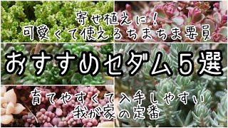 【多肉植物・寄せ植えに使える！おすすめセダム５種】最近お気に入りで使っているちまちま寄せのお供、実際の寄せ植えの使用例もお見せします