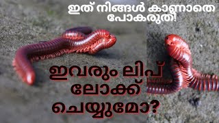 Most beautiful things of NATURE/ഇവരും ലിപ് ലോക്ക് ചെയ്യുമോ?| 7VLOGS