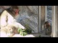 baby japanese macaque.ニホンザルの赤ちゃん。