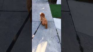 #funnyvideos #toypoodle #cute