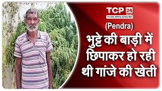 Pendra  : भुट्टे की बाड़ी में छिपाकर हो रही थी गांजे की खेती, पुलिस ने मारा छापा...