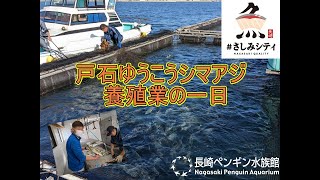 戸石「ゆうこうシマアジ」養殖業の一日