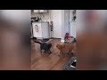 Funny Animals From Comedy Cats 😹 to Hilarious Dogs 🐶