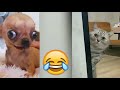 Funny Animals: From Comedy Cats 😹 to Hilarious Dogs 🐶