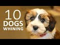 DOGS WHINING and Crying Sound Effect | Show this to your Dog and See What Happens HD DOGS WHINING and Crying Sound Effect | Show this to your Dog and See What Happens HD