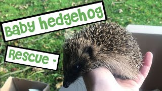 Rescuing a Baby Hedgehog! 🦔
